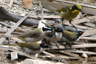 Black-chinned, Yellow-tufted and White-naped Honeyeaters