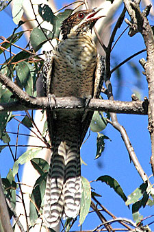 Immature Common Koel