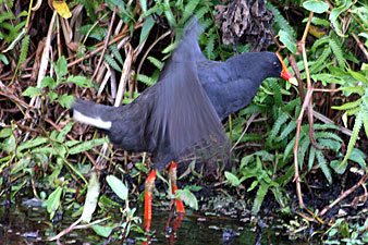 Dusky Moorhen