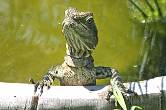 Eastern Water Dragon