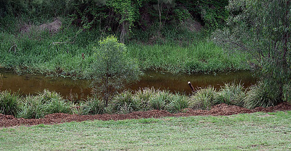 Lockyer Creek from the verandah