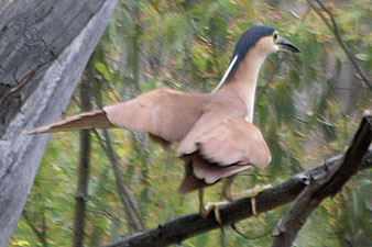 Nankeen Night-Heron