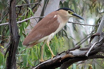 Nankeen Night-Heron