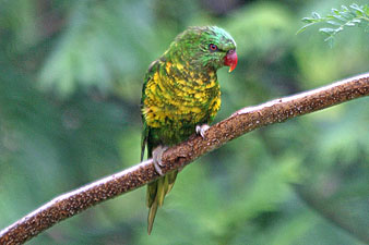 Scaly-breasted Lorikeet