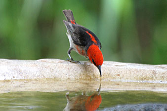 Scarlet Honeyeater