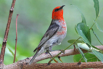 Scarlet Honeyeater