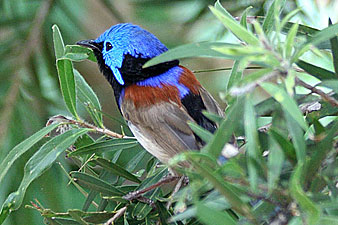 Variegated Fairy-wren