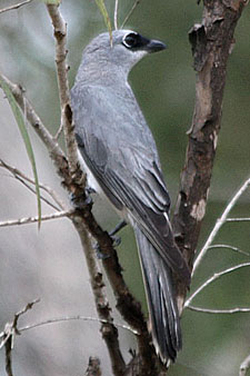 White-bellied Cuckoo-shrike