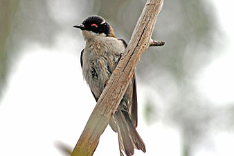 White-naped Honeyeater