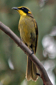 Yellow-tufted Honeyeater