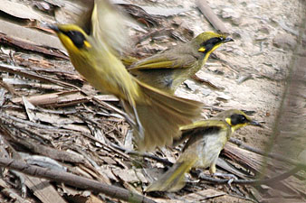 Yellow-tufted Honeyeater