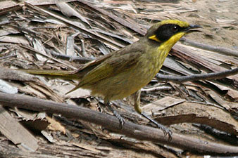 Yellow-tufted Honeyeater