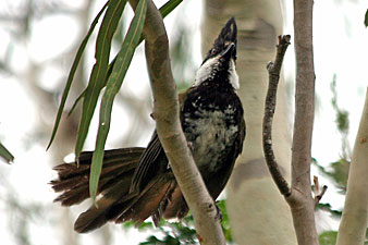 Eastern Whipbird