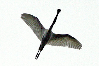 Royal Spoonbill