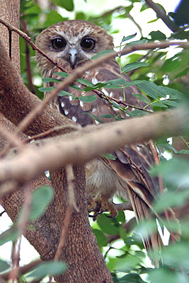 Southern Boobook