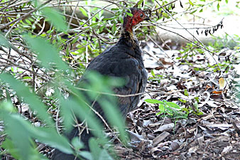 Australian Brush-turkey