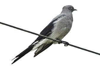 Ground Cuckoo-shrike