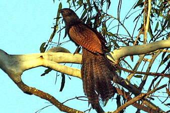 Pheasant Coucal