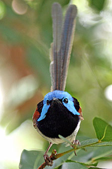 Variegated Fairy-wren