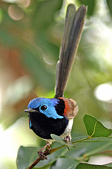 Variegated Fairy-wren