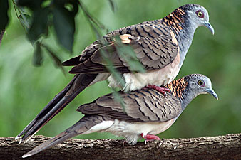 Bar-shouldered Dove