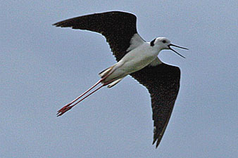 Black-winged Stilt