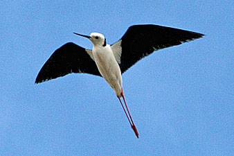 Black-winged Stilt