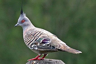 Crested Pigeon