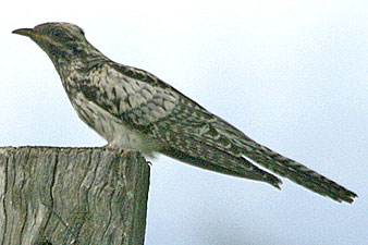 Pallid Cuckoo