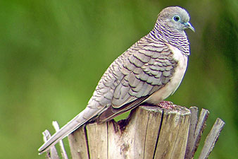 Peaceful Dove