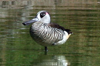 Pink-eared Duck