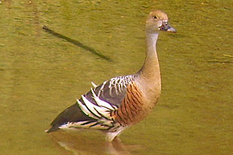 Plumed Whistling-Duck