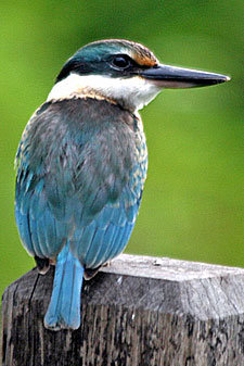 Sacred Kingfisher