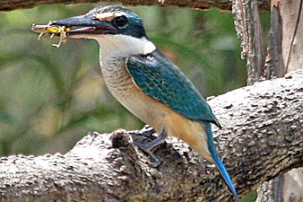 Sacred Kingfisher