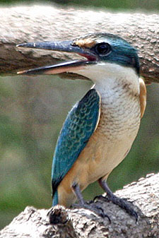 Sacred Kingfisher