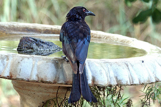 Spangled Drongo