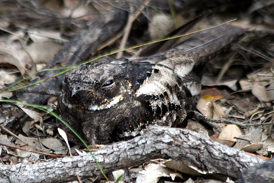 White-throated Nightjar