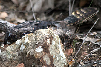 White-throated Nightjar