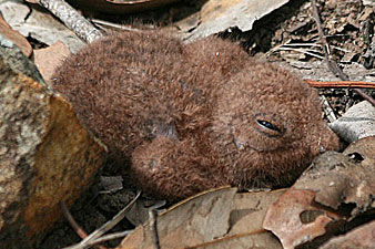 White-throated Nightjar chick