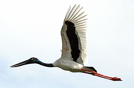 Black-necked Stork