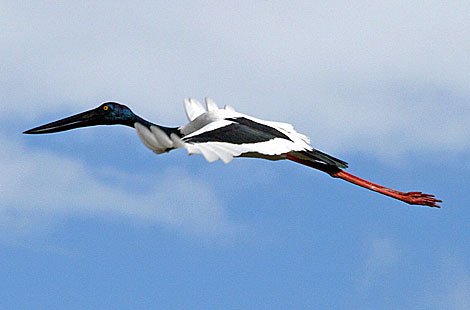 Black-necked Stork