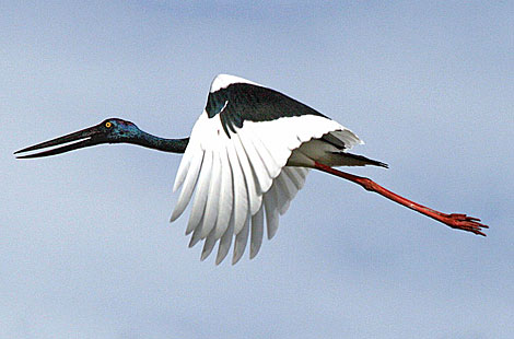 Black-necked Stork