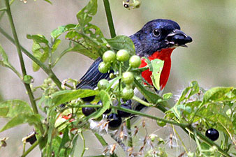 Mistletoebird