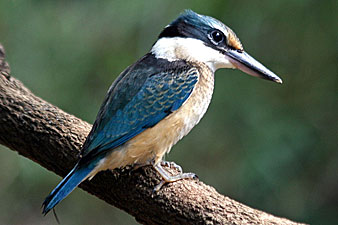 Sacred Kingfisher