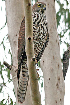 Brown Goshawk