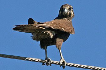 Brown Falcon