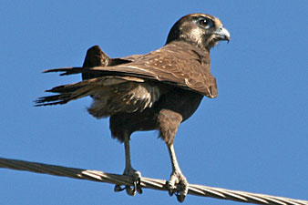 Brown Falcon