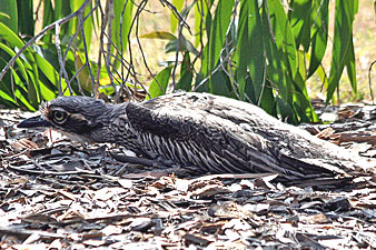 Bush Stone-curlew