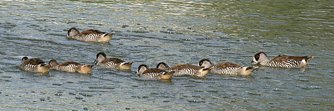 Pink-eared Ducks