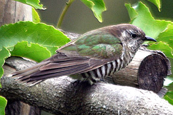 Shining Bronze-Cuckoo